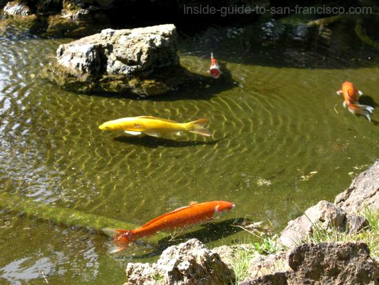 Japanese Tea Garden San Francisco