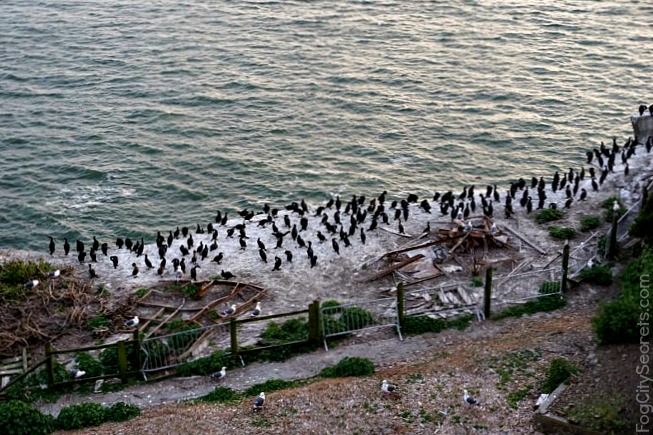 Cormorants nesting, April on Alcatraz, night tour