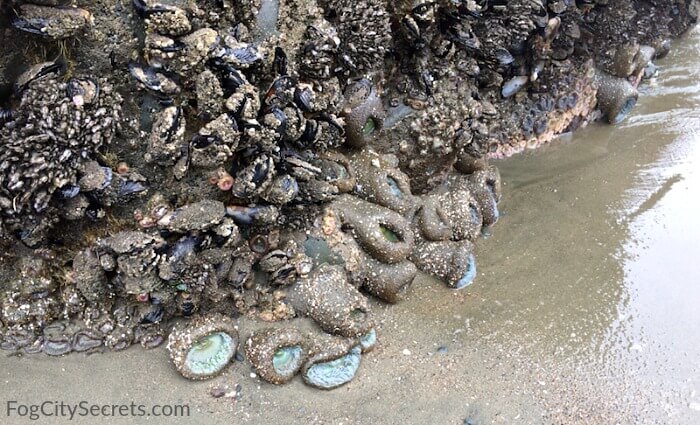 Mussels and sea anemones on rock at China Beach