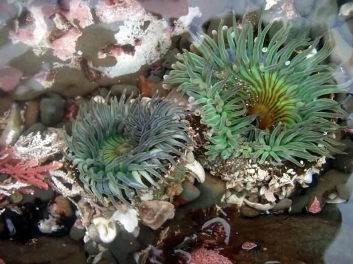 Green sea anemones fighting.