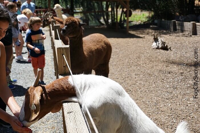 Sonoma Train Town Railroad: Ride the model train...and more!