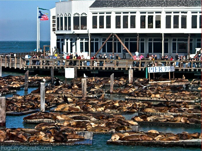 Fisherman�s wharf Pier 39 San Francisco city break Travel Guide Tips