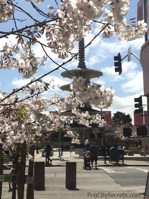 San Francisco Cherry Blossom Festival 2019 Pink Blossoms And Fun